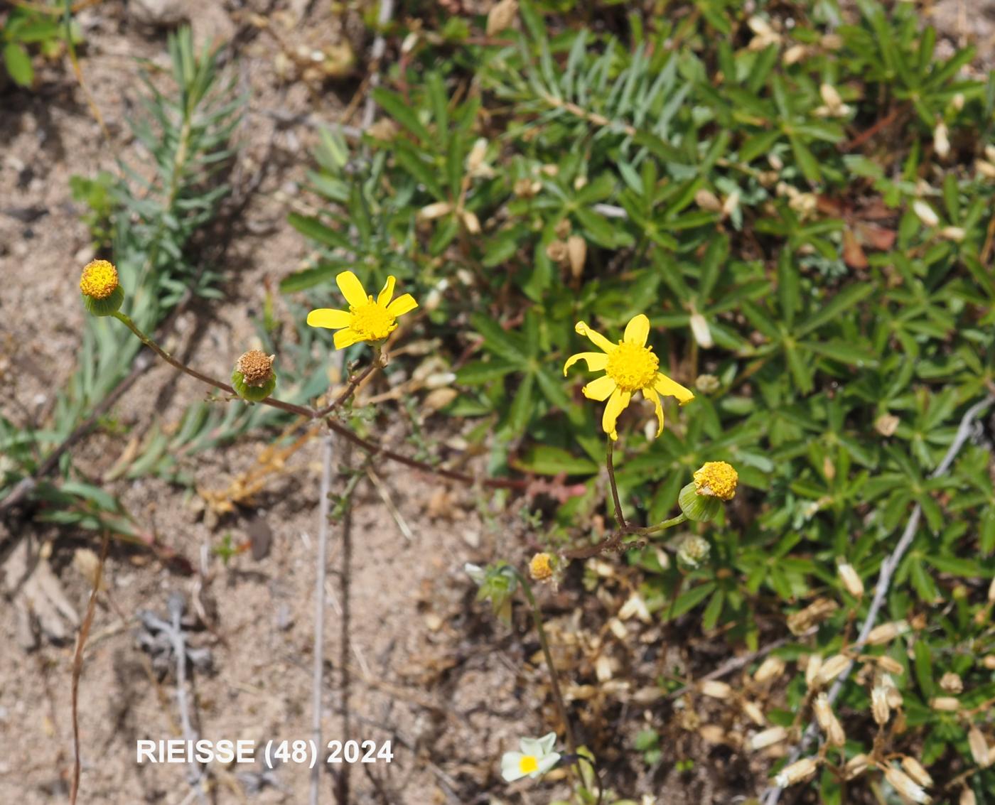 Ragwort, Mediterranean plant